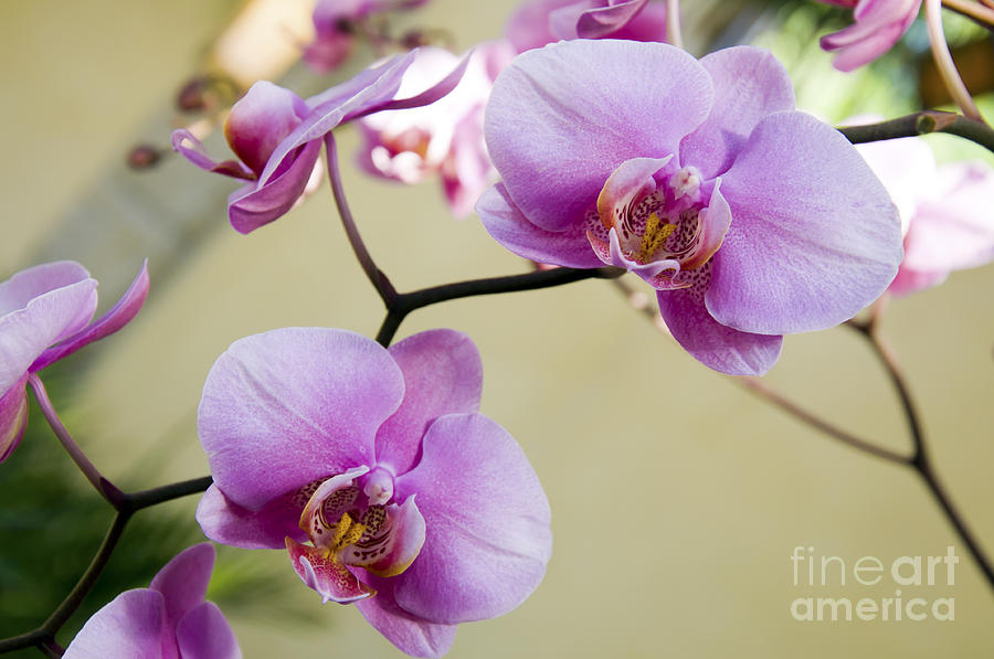 Tropical Radiant Orchid Flowers Photograph by Andee Design