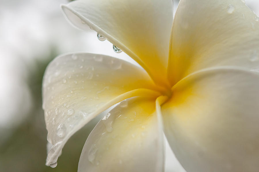 Tropical Rain Drops on Frangipani Flower Photograph by Jenny Rainbow