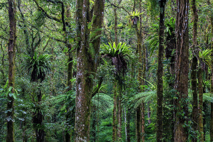 Tropical Rain Forest Photograph by Gavriel Jecan Tropical Rain Forest Photograph by Gavriel Jecan