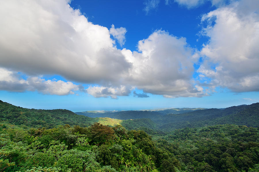 Tropical rain forest in San Juan Photograph by Songquan Deng