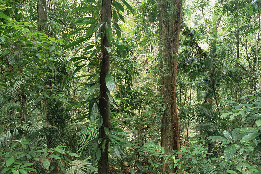 Tropical Rainforest Bellenden Ker Photograph by Gerry Ellis