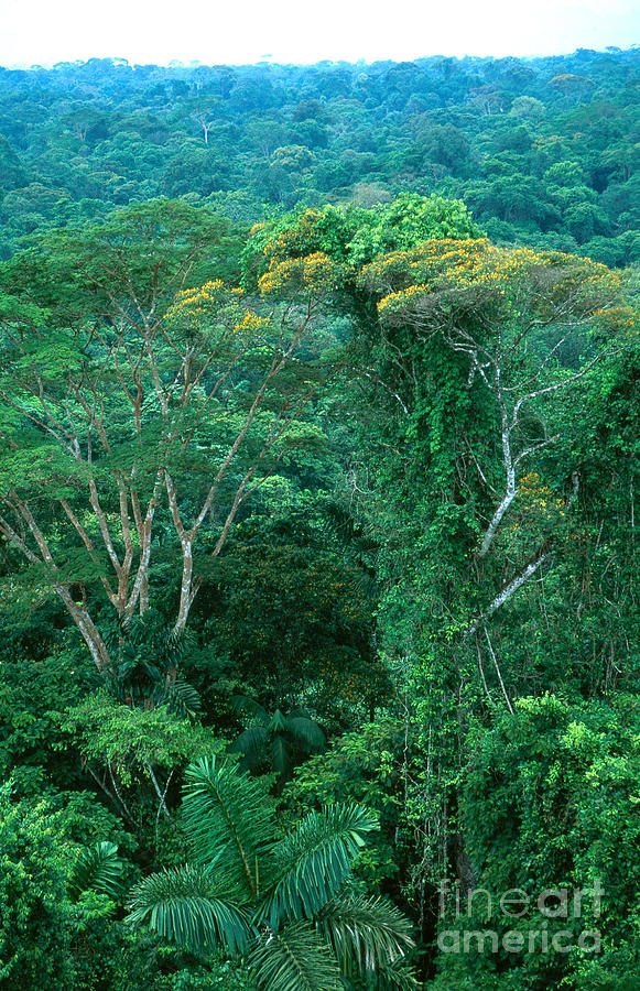 Tropical Rainforest Canopy Photograph by Gregory G ...