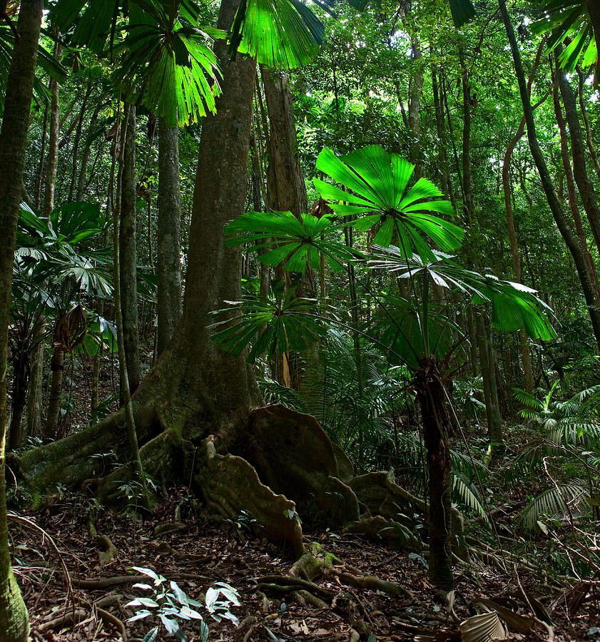 Tropical Rainforest Photograph by Dirk Ercken