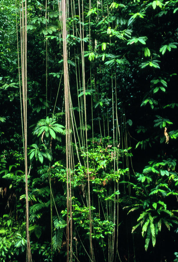 Tropical Rainforest In Costa Rica Photograph by William Ervin/science Photo Library