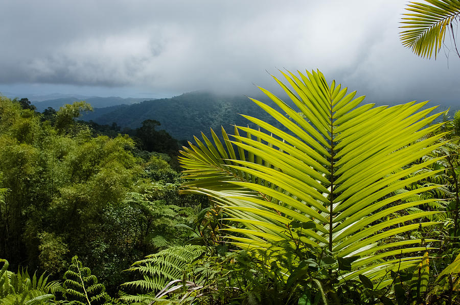 Tropical Rainforest - Jungle Green and Rain Clouds Photograph by Georgia Mizuleva