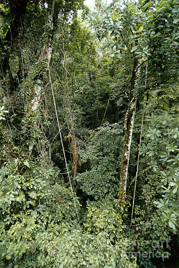 Tropical Rainforest, Panama Photograph by Gregory G. Dimijian