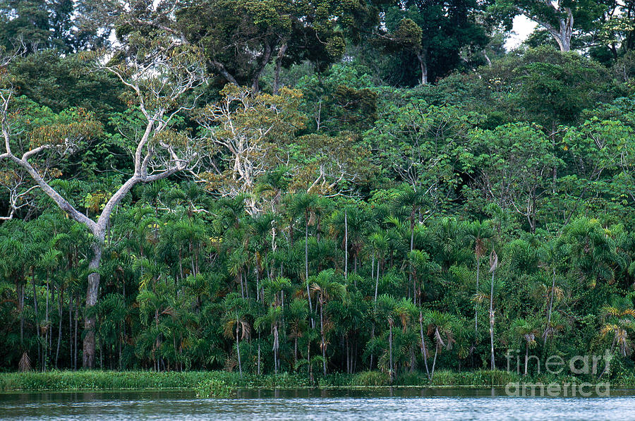 Tropical Rainforest, Peru Photograph by Art Wolfe