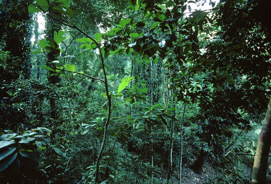 Tropical Rainforest Photograph by Science Photo Library