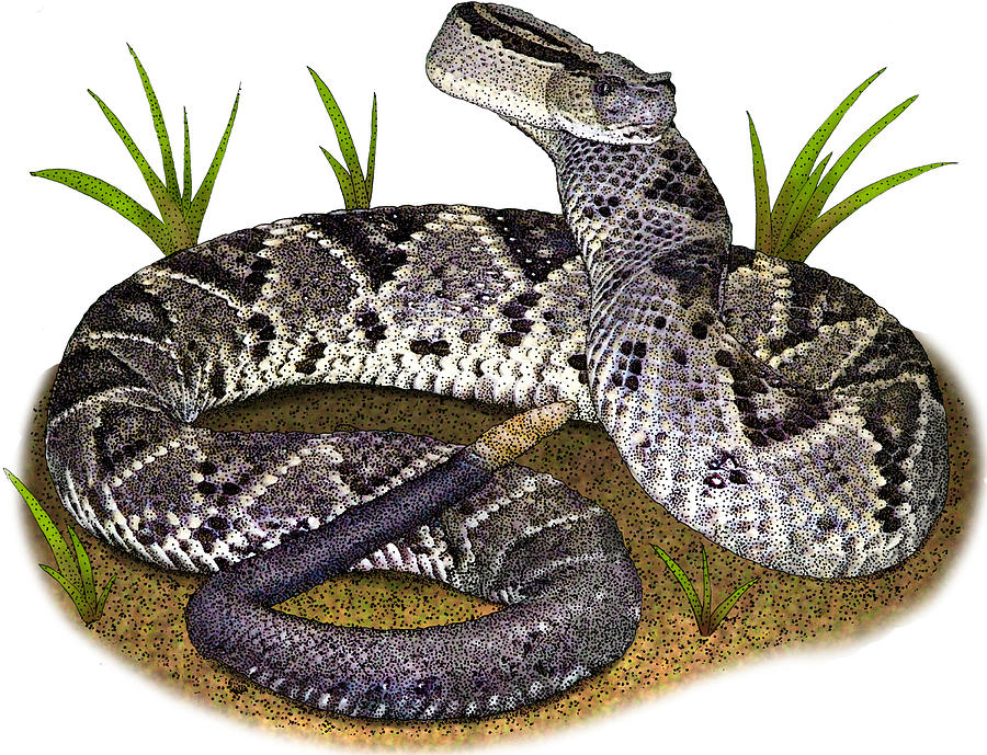 Tropical Rattlesnake, Illustration Photograph by Roger Hall