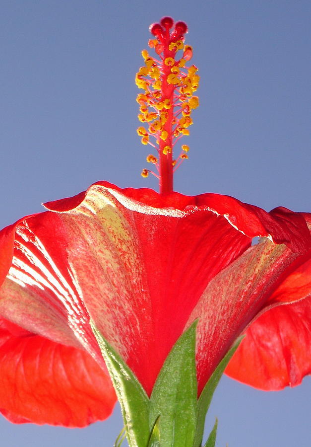 Tropical red Hibiscus Flower Against Blue Sky  Photograph by Taiche Acrylic Art