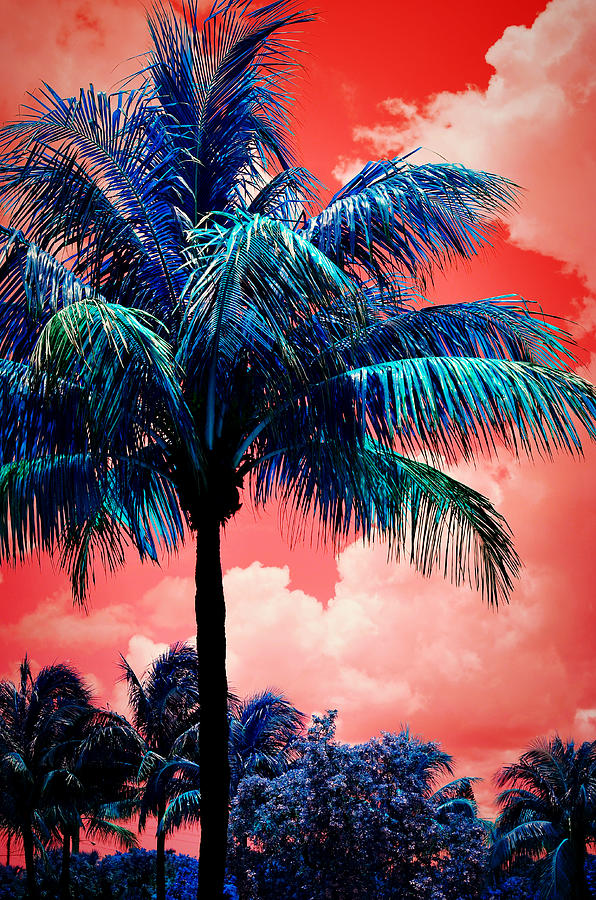 Tropical Red Photograph by Laura Fasulo