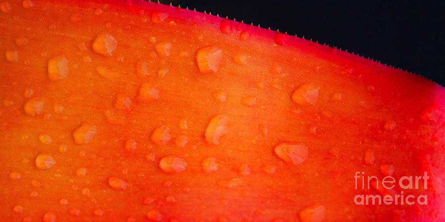 Tropical Red Leaf after a Rainfall with Wet Rain Drops Photograph by ELITE IMAGE photography By Chad McDermott