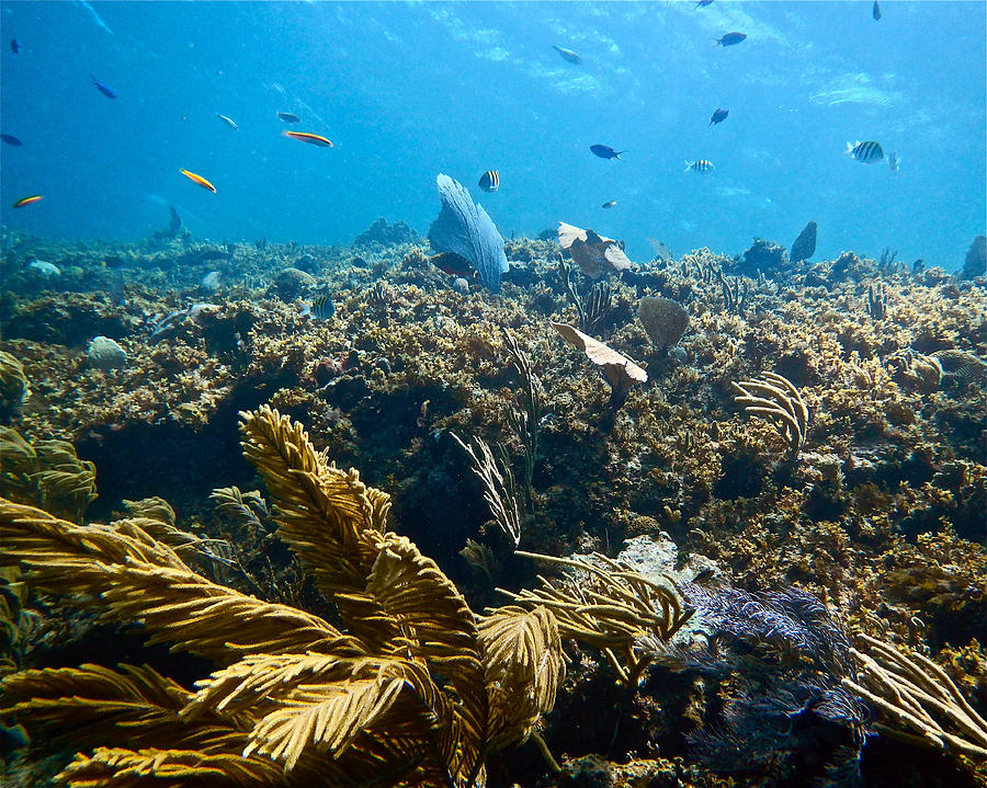 Tropical Reef Photograph