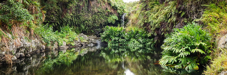 Tropical Reflections by Denise Bird Tropical Reflections by Denise Bird