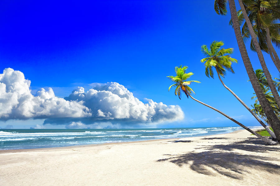 Tropical Sandy Beach With Coconut Trees Photograph by Apomares