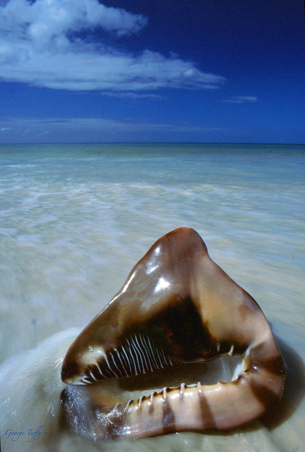 Tropical shell Photograph by George Tuffy