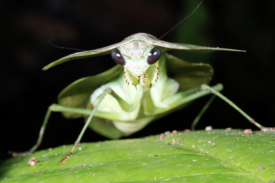 Tropical Shield Mantis Photograph by Dr Morley Read