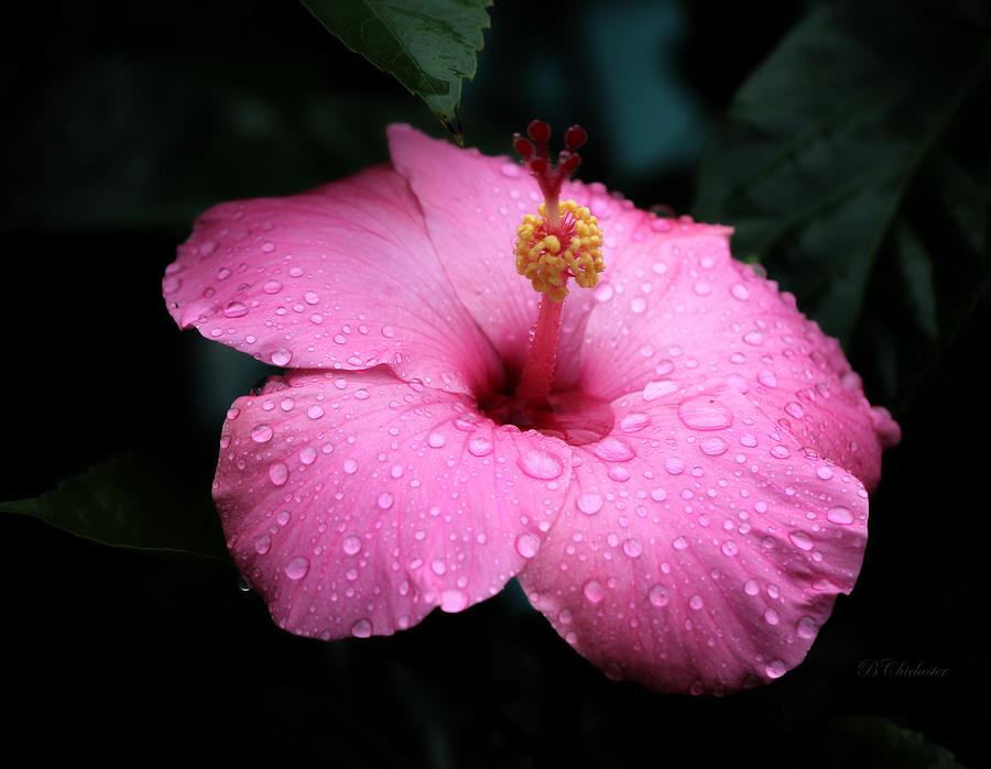 Flowers Still Life Photograph - Tropical Shower by Barbara Chichester