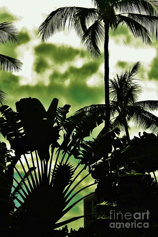 Tropical Silhouette Photograph by Craig Wood