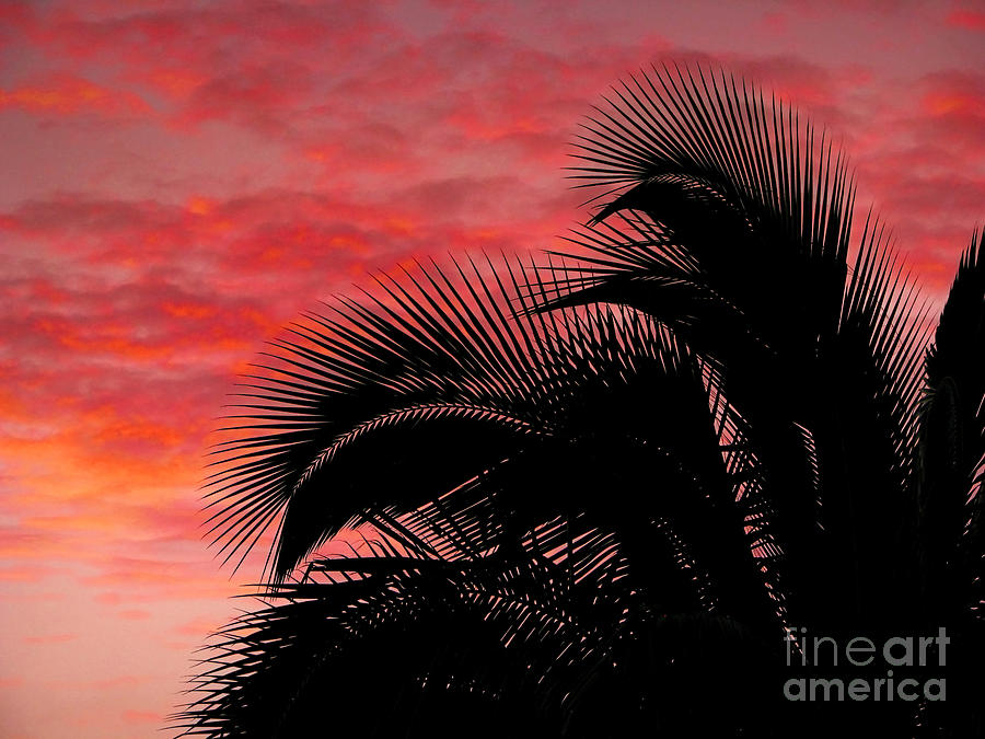 Tropical Silhouette Photograph by Ellen Cotton