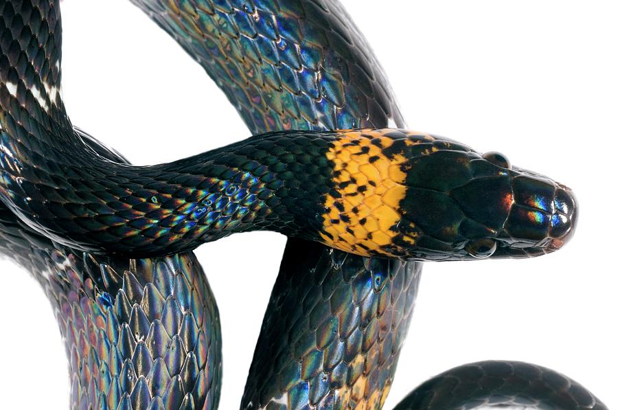 Tropical Snake Photograph by Sinclair Stammers/science Photo Library