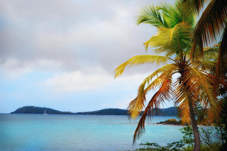 Tropical St. Thomas Photograph by Camille Lopez