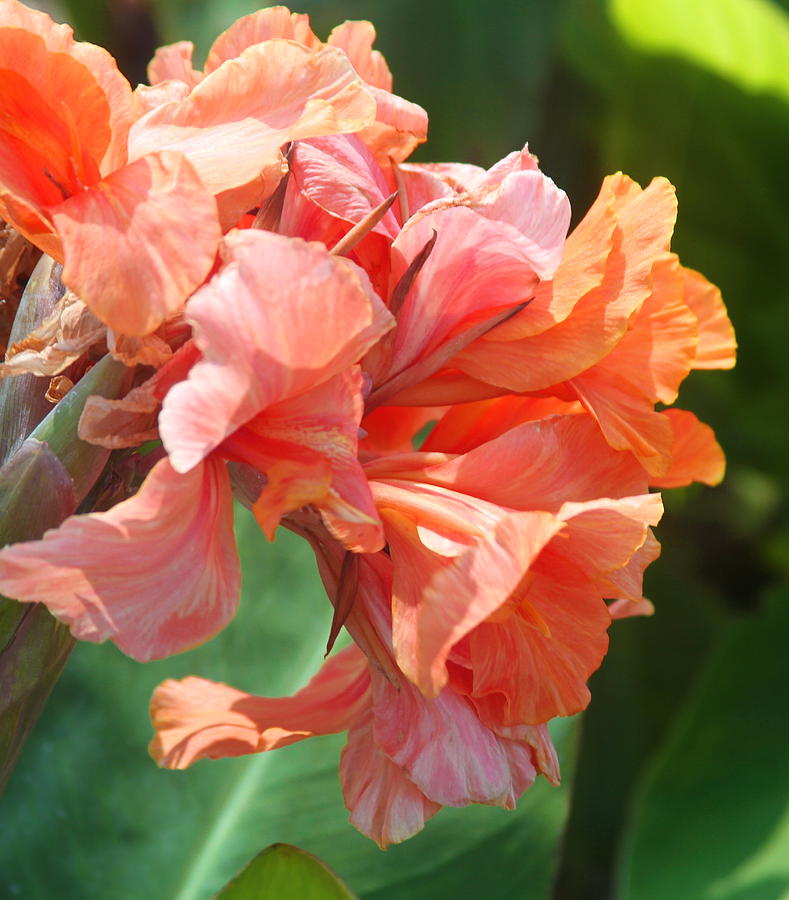 Lily Photograph - Tropical Sunrise Canna Lily by Cathy Lindsey