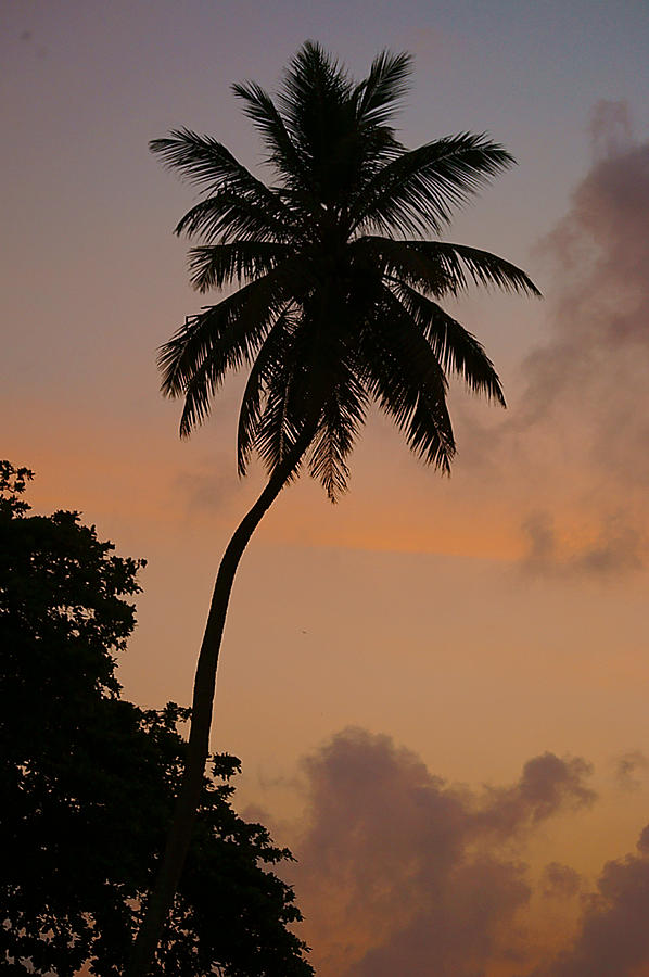 Tropical Sunrise Silhouette Photograph by Blair Wainman