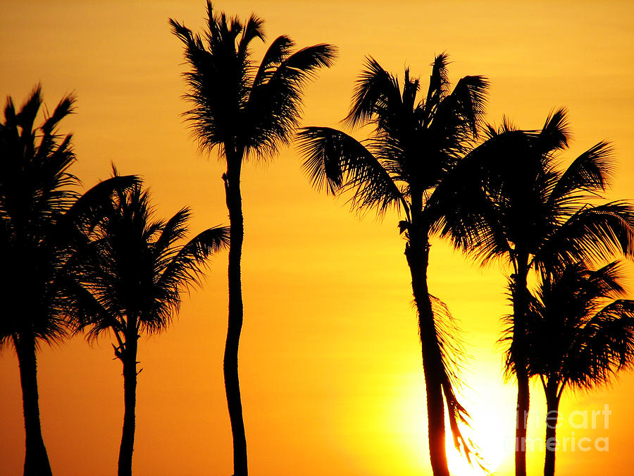 Tropical Sunset Photograph by DejaVu Designs