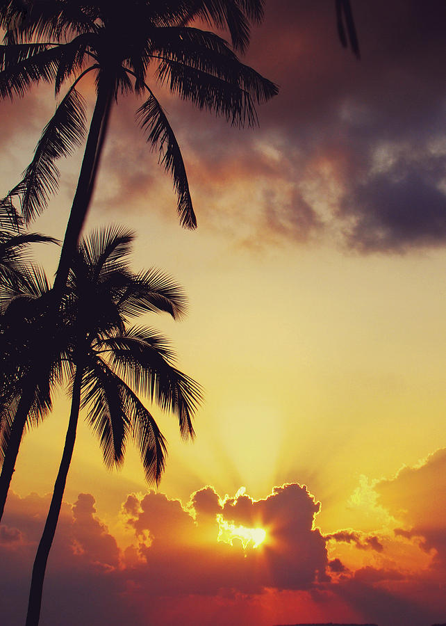 Sunset Photograph - Tropical Sunset by Jenny Rainbow