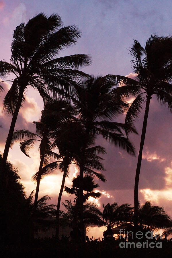 Tropical Sunset Photograph by Roselynne Broussard