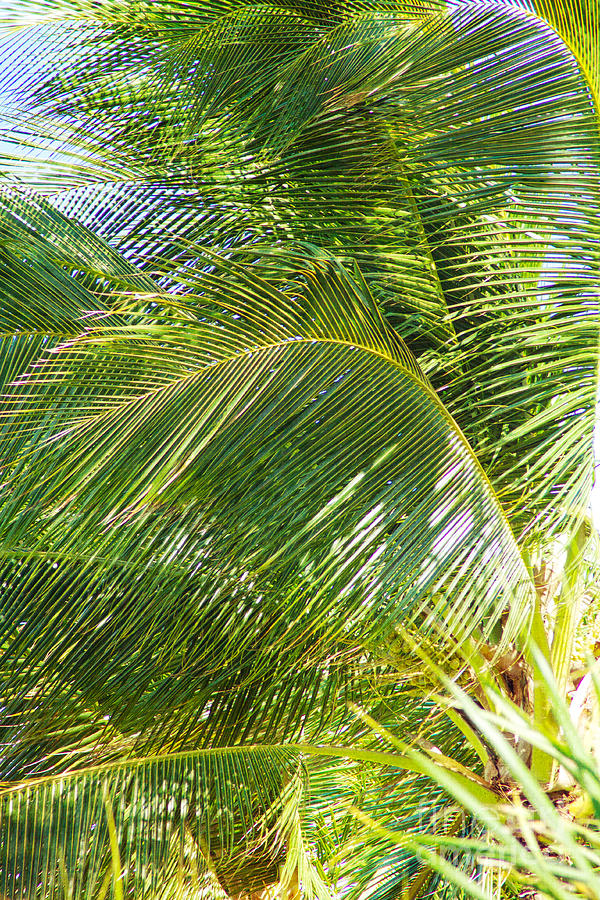 Tropical Trade Winds Photograph by Roselynne Broussard | Fine Art America