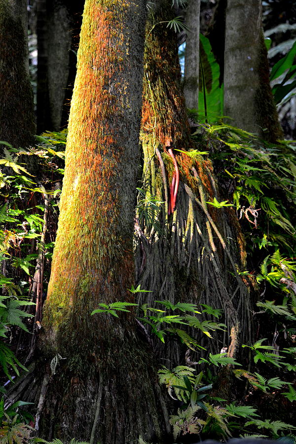 Tropical Trees Photograph by Lori Seaman