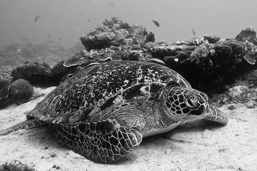 Tropical Underwaterworld In Black And White - Hawksbill Sea Turtle Photograph