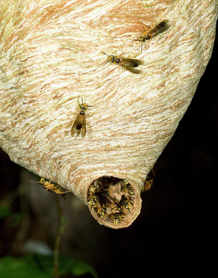 Nature Photograph - Tropical Wasp Nest by Dr Morley Read