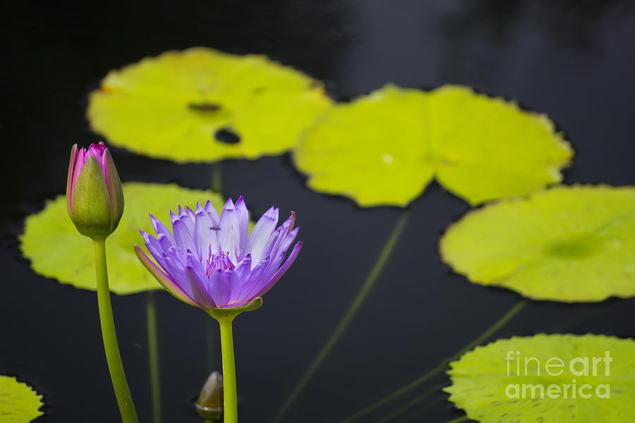 Tropical Water Lilies Photograph by Ules Barnwell