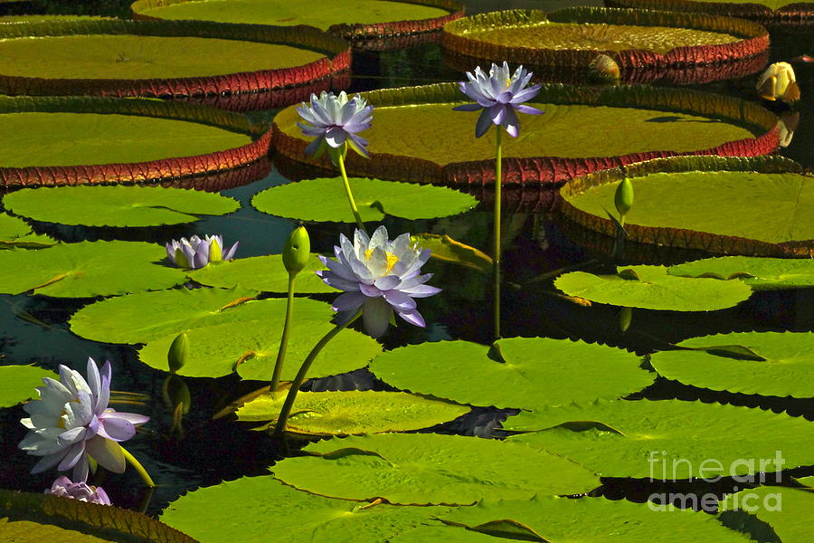 Tropical Water Lily Flowers and Pads Photograph by Byron Varvarigos