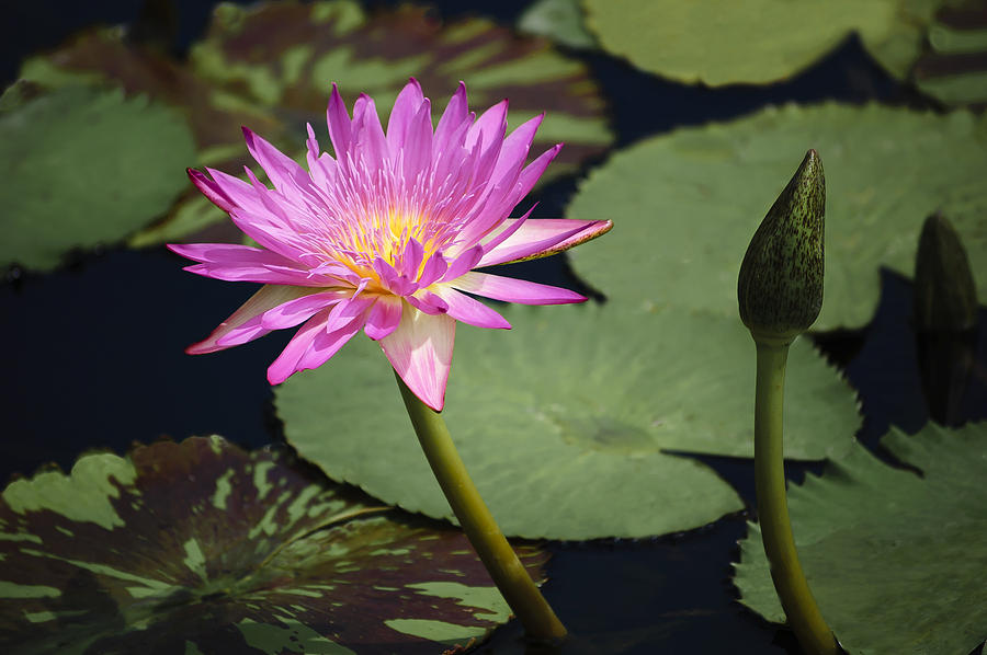 Tropical Water Lily II Photograph by Penny Lisowski
