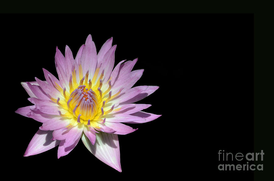 Lily Photograph - Tropical Water Lily Isolated On Black by Susan Montgomery