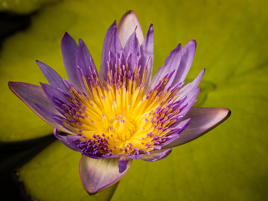 Tropical Water Lily Photograph by Jean Noren