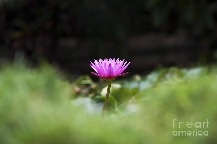 Flower Photograph - Tropical Water Lily by Tim Gainey