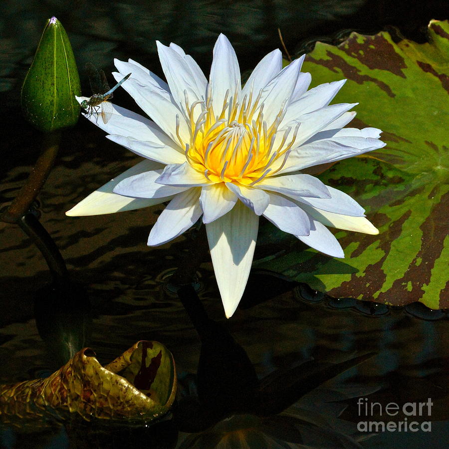 Tropical Waterlily and Dragonfly square frame Photograph by Byron Varvarigos