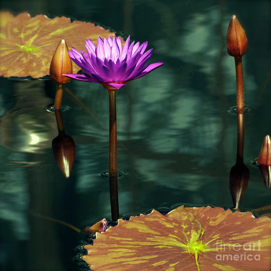 Tropical Waterlily Elegance Photograph by Byron Varvarigos