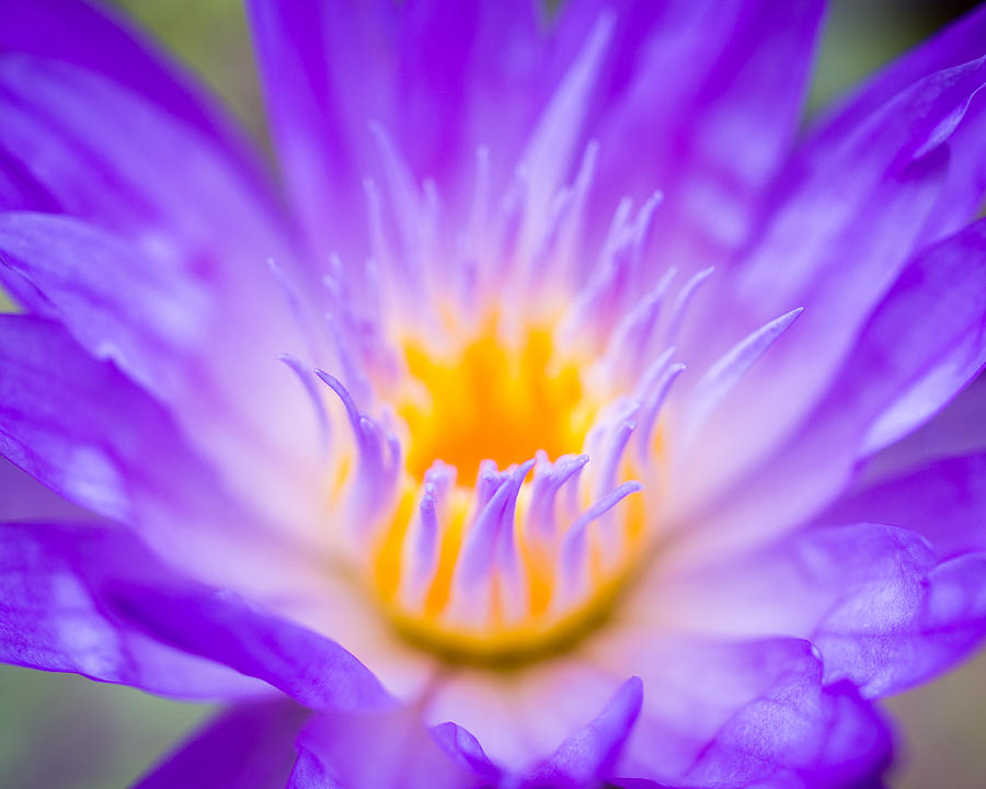 Nature Photograph - Tropical Waterlily Glow by Priya Ghose