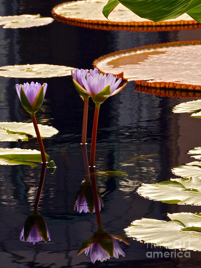 Water Lilies Photograph - Tropical Waters Floral Charm -- version 2 by Byron Varvarigos