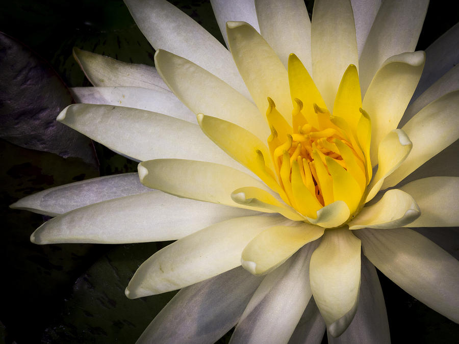 Tropical White Water lily Photograph by Jean Noren