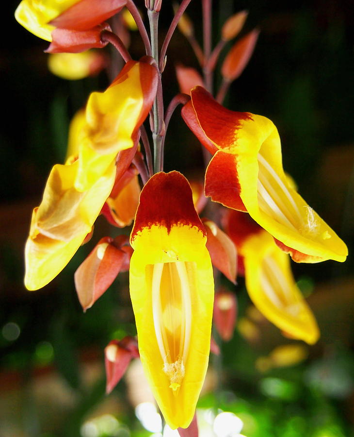 Tropical Yellow Hanging Flowers Photograph by Amy McDaniel