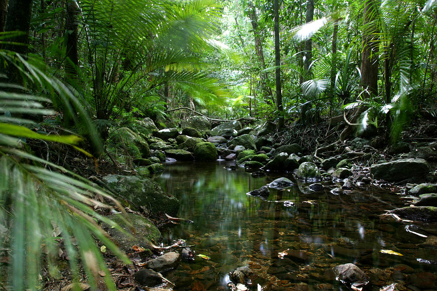 Tropical_Rain_Forest Photograph by Petershort