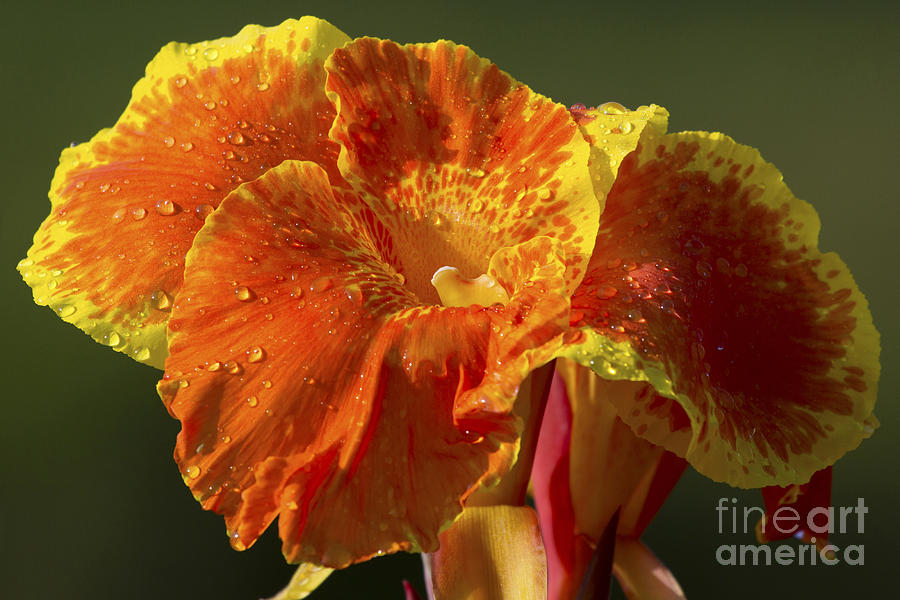 Tropicana Canna Lily Photograph by Meg Rousher
