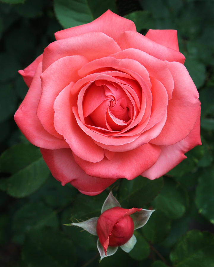 Rosa Tropicana (Hybrid Tea Rose)